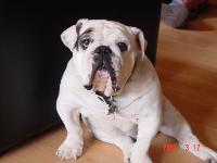 Dogs Name: SpikeOwners Name: HomerThe 