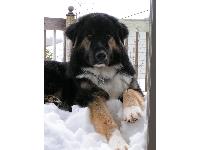 Dogs Name: CabotOwners Name: TanyaThis is Cabot.  We got him from the SPCA recently and was told he is a Newf mix.  He is 8 months old, and stands 27 inches at the shoulder.  Has the webbed feet and profile of a Newf, but the coloring  is Bernese like, anyone know what breed he may be mixed with?