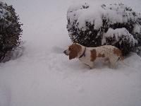 Dogs Name: Lil General BarbosaOwners Name: KristaBarbosa is Mommy's sweet little man