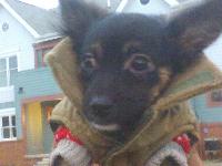 Dogs Name: CujoeOwners Name: BiancaI just got him a couple of months ago and he has been the best dog I have ever had. The hardest thing for me with him is training him to use it in the destinated areas I have set up. Other than that he is the biggest little dog I have ever known!!!!!!! Mommy luvs you Cujoe!
