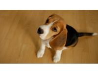 Dogs Name: WallyOwners Name: Suzi & Louie