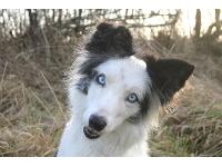 Dogs Name: CascadeOwners Name: GinaThis is Cas my rescue border collie who is working Grade 6 Agility and Advanced Canine Freestyle in the UK having competed at Crufts in 2008.