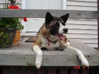 Dogs name: MackenzieOwners Name: This is our baby girl..well, she's 5, 6 in February. Once we got her over fighting with our mixed breed..she is a lovely dog.  We just have to watch her with other dogs...and that is hard when socializing....