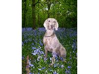 Dogs name: PhoenixOwners Name: Phoenix is nearly 4 yrs old and enjoys life in Sherwood Forest
