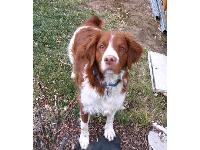 If you ever do a Welsh page, this is one (I think!)  He is a rescue dog: very fun-loving personality, kind of a doofus.  I dogsat a lot for him this year.  (Sarah again)