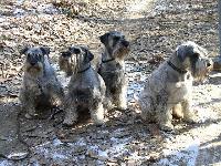 Dogs Name: Aida & Ebi & Rendy & Carlo
Owner Name: Petra Vrchotova, Czech Republic