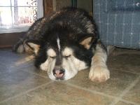 Owner: Jaci Sorkness
Coca weighs 165lbs and is a sled dog on my team.