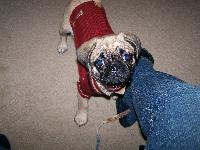 Owner: Ann
This cuty loves to chew on everything.