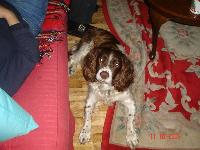 I am Harry i am 11 years old but still my owner sophie thinks i am very active i am 11 on the 25th of june. My owner was adopted aswell so we are basically the same and her birthday is on the 1st of june. I love my owner.