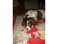 Name: Harry
Owner: Sophie
Age: 11
Birthday: 25th of june
Loves long walks and to lay on your bed to keep warm.
