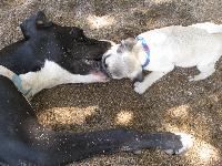leo at 5 months old and noi the big one at 9 months old