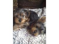 Our Babies, Ben & Jack