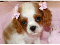 This is Bree. She is a Cavalier King Charles. She is only two months old.