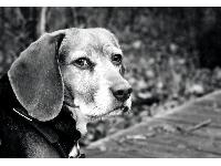 Emma Beagle is 12 now - her and I became a pack 10 years ago.  She cam from the absolutely free column of the local paper, and has been my ride along hound ever since.