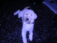 name ;doodles
age; 6 months
doodles mum was the labrador and his dad was a american poodle.
Doodles is great with the kids they are such lovely dogs.