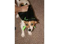brandy ready to go out on halloween (trick or treat)