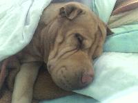 He is one of the best thing happened to me. He is so cute, curious, funny, kind. He gets so excited when he is with me and my mom. He loves to be with us almost all time. He likes to sleep on a bed like a baby...