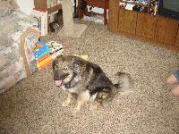 Border Collie Blue Heller Mix, Brown, Black, Strange, Funny, and Hyper.