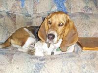 This is our puppy Ralphy, he will be 2 years old in August.