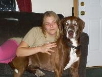 This is Shiloh, he is actually a Great Dane/Lab mix.  He is 10 years old and such a wonderful dog.