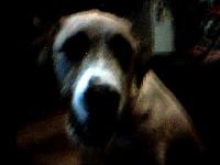 her name is asha she is really fat but loveble she can say thank you thank u mum and steph she can also sing happy bday and sings wile i ply my fluet the funny thing is when she say hello when i come back from skool and good bye aswell she can shake hands and do other tricks