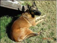Shelby is a Belgian Malinois. She was born September 14, 1995 and was put to sleep 12 years later. She was a very active dog and she loved to play! Until she was getting old and could run anymore......then it just became a torture to play with her. Shelby was always there to make you feel better when you cried. She was a good dog and I miss her so much!