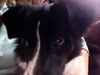 This is my babygirl, Kali she is the sweetest dog you will ever find she is always there for me when I'm going through trouble in my life also.