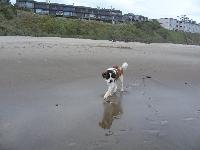 Doc's first trip to the beach at 1 year old.
When my best friend got her St. Bernard three years ago I thought she was nuts but very shortly fell in love with him, and when she decided to breed him with a local female I decided to take pick of the litter. Two years later I can't imagine life without one of these monsters in my life, drool and shedding aside, he brightens each and every day.