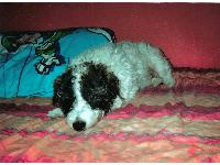 Ben aged 8. He has a wavy coat that grows into ringlets. Ive never seen another dog with a coat like his, does anyone have a jack russell with a curly coat?
