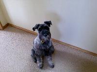 Lily from NZ. Very shy and quiet girl after a bad start to life. But very loyal and loving to those who know her!