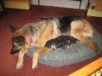 Heidi, GSD, six and a half, makes a nice safe place for Jazz, toy poodle, three months, to suggle up to for a quiet snooze.
