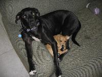 Dakota and Bettie taking their nap...