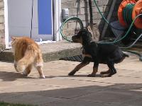 harley and his mate tigger,