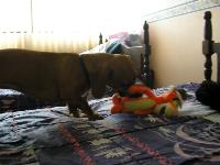Es una perra muy amigable  juguetona, sobre todo con otros perros.... la kiero muxo