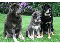 Caspar 4year old ,Jampo 5months old & Milo 2 years old.