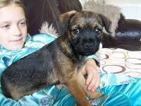max is now nine weeks old nearly ready for going out on adventures