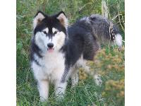75% Alaskan Malamute 25% Siberian Husky, 2 year old male 105lbs