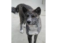 An extremely rare Japanese Silver Brindle Akita female 2 years old.