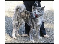 Another extremely rare Japanese Silver Brindle Akita, male 3 years old.