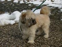 Dogs Name: Sion
Owners Name: Anja
He is 12 years old and he is my best frend :)