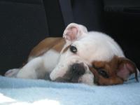 MY NAME IS KATO, MENTEKATO AND I'M FROM SPAIN, I LIKE TO PLAY AND TO RUN AS FAR AS I CAN. I AM SO HYPERACTIVE!