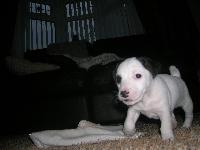 this is our first jack russell