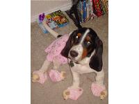 name:homer
owner: cassidy
he's sooo cute in this picture!!!