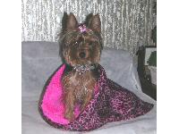 Trini is a wonderful birthday gift from my son.  She is now 8 months old and loves to model the Pet items I sell in my Ebay Store.
http://www.stores.ebay.com/studevans-custom-creations