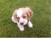 This is our puppy Ford. This is him about 3 months old. He is such a good dog! they learn so fast!!!