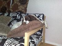 Archie will sleep anywhere...