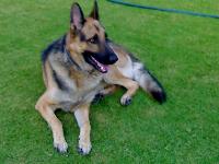 its the best breed one can have!!!