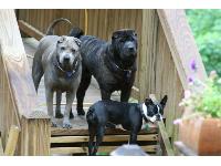 This is our gang of family, Maggie, Shang, & the little one is Sophie