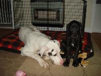 george and mildred at nine months and nine weeks