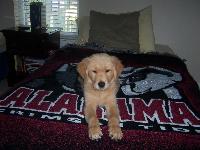 This is my Charlie Boy, he is 12 weeks old and is a true Joy. I got him for Mothers day from my husband and kids. I had to say good bye to my two boys Sonny and Rusty nearly two years ago and I could never fill the void of there loss. Charlie is helping me cope with that, and its funny he is like the perfect mix of the two of them.